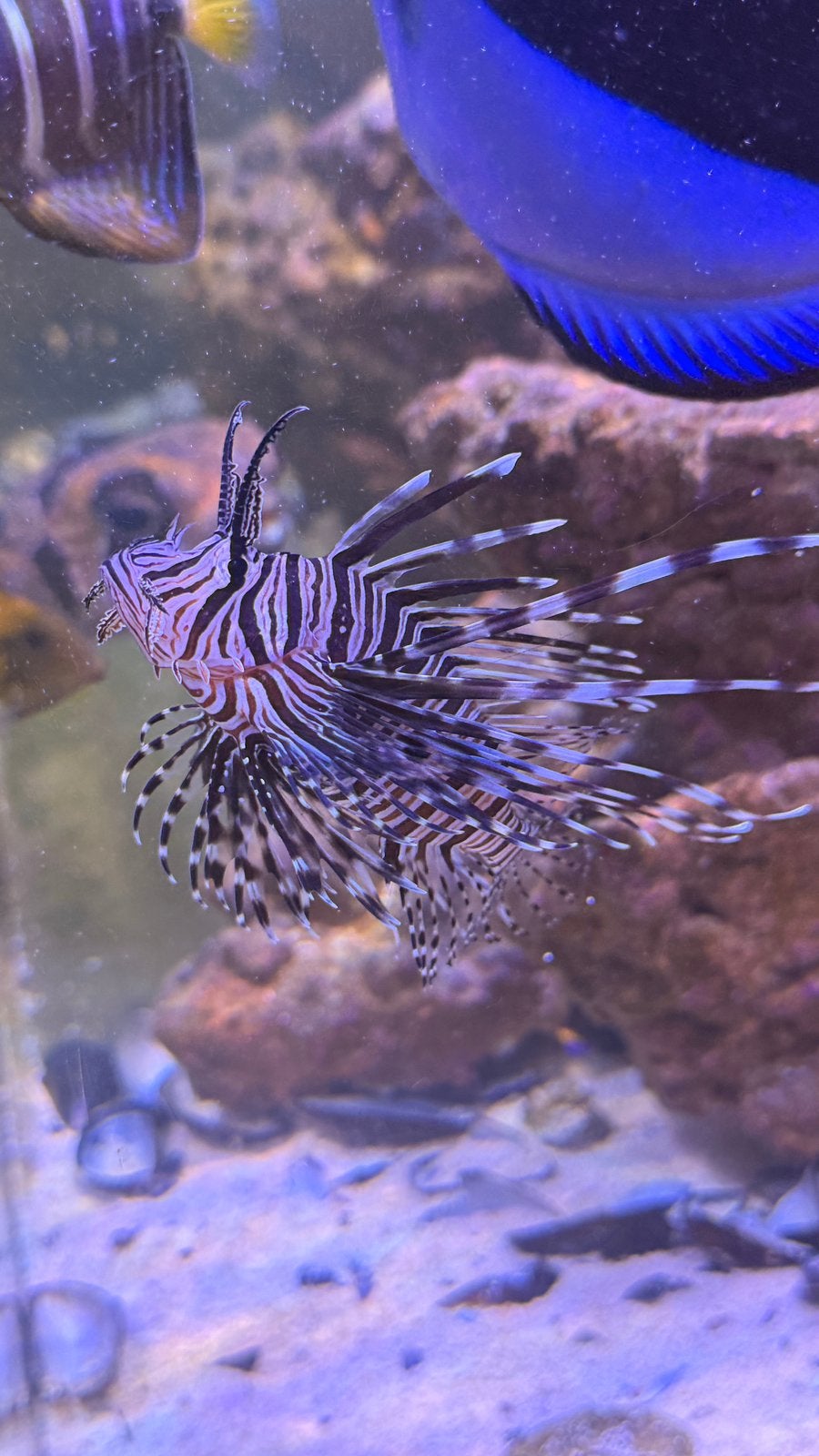 Pterois Miles
