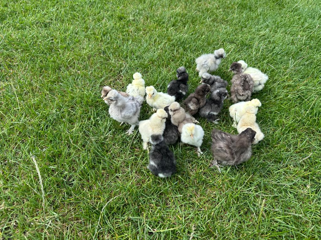 Poussins Silkfowl USA, Animaux & Accessoires, Volatiles, Poule ou poulet, Sexe inconnu