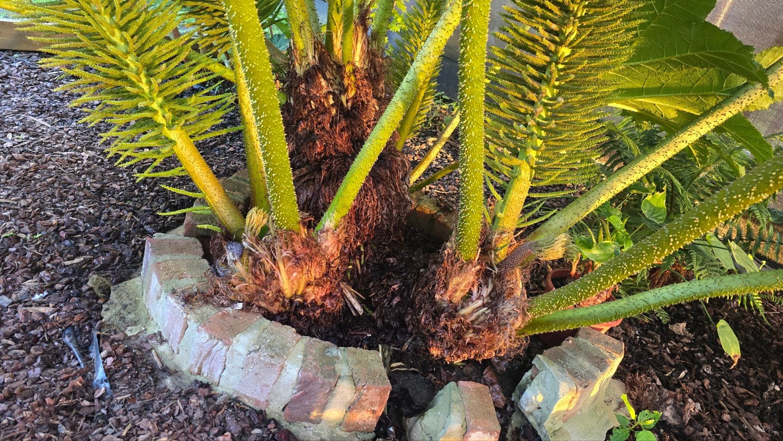 Gunnera manicata scheuten, Ophalen