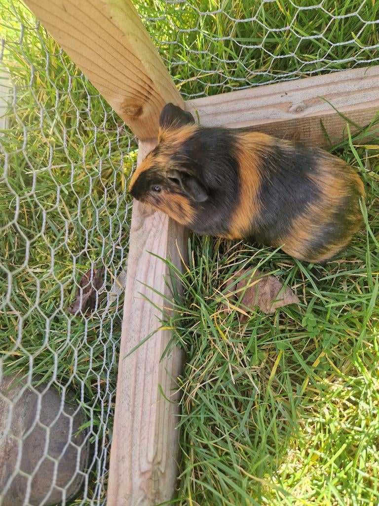 Cavia, Mars, Plusieurs animaux, Cobaye