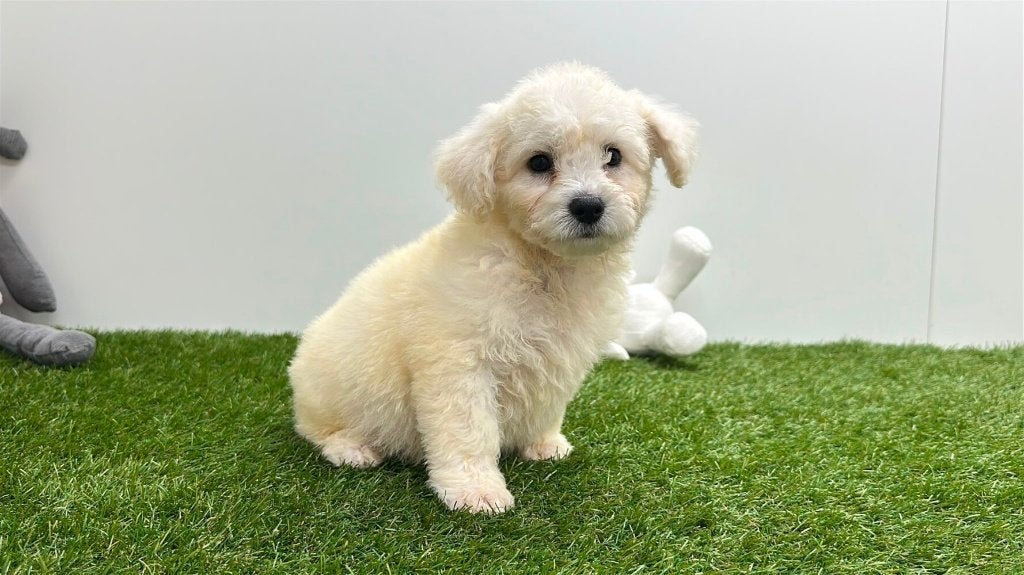 Chiots Bichon Frisé, Hépatite contagieuse (maladie de Rubarth), Autres races, Plusieurs, Belgique