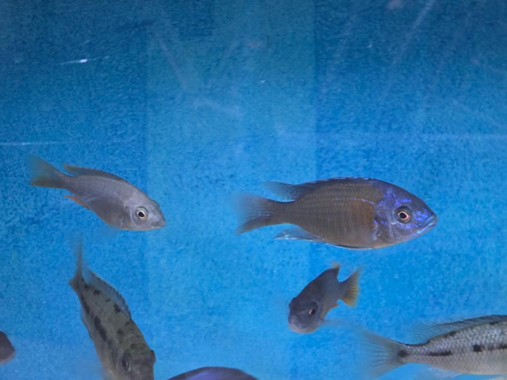 Malawi Copadichromis red kadango, Dieren en Toebehoren