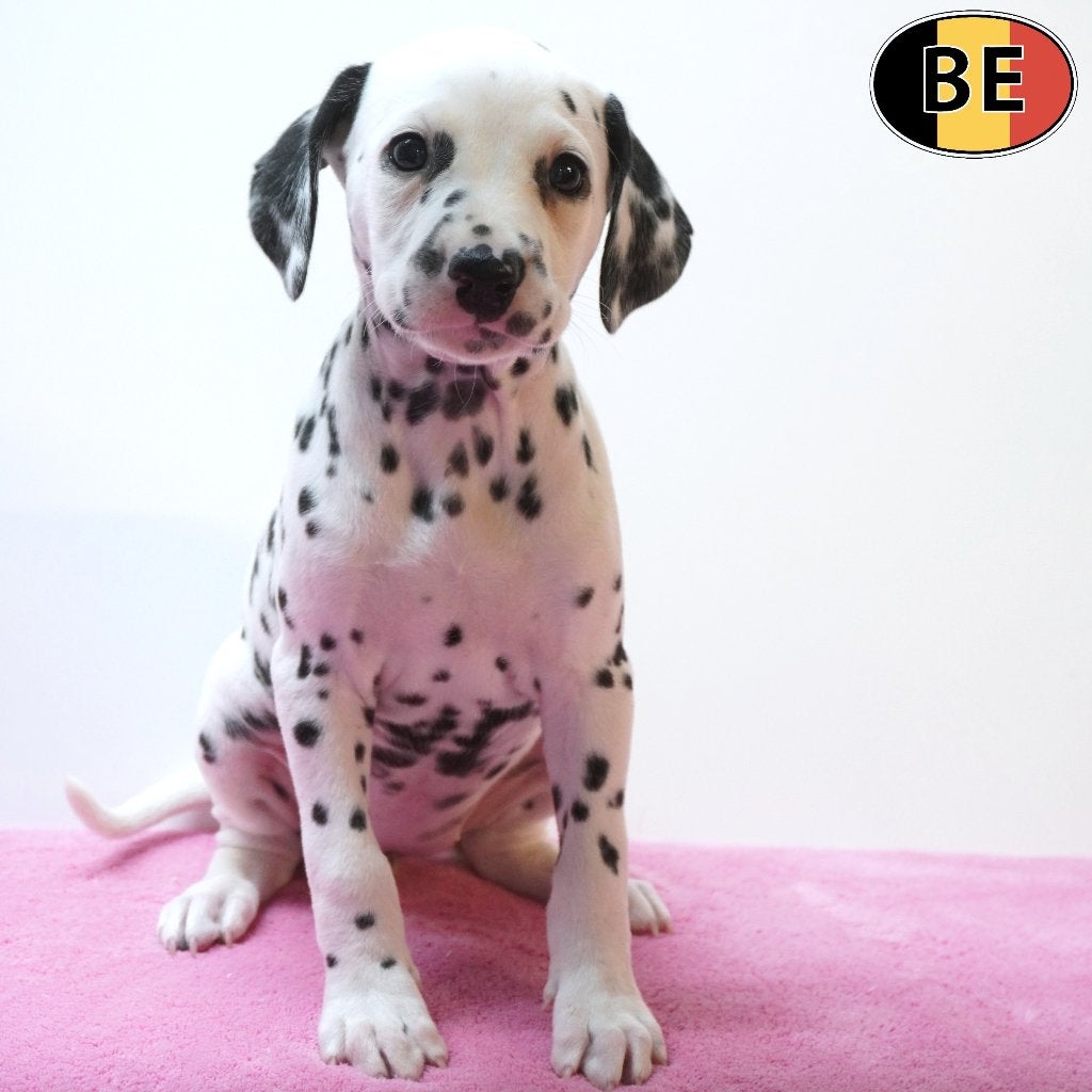 Dalmatiërs met hun unieke stippenpatroon – speelse pups, België, Dalmatiër, Handelaar, CDV (hondenziekte)