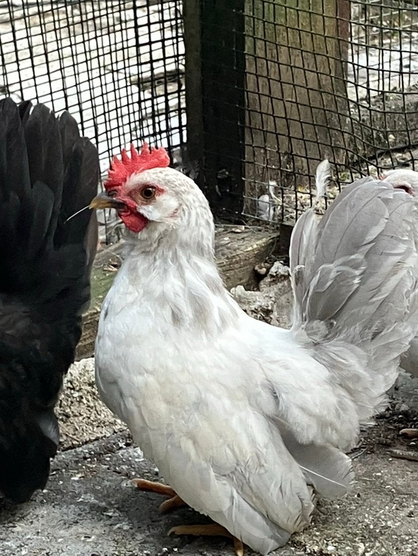 Chabo haan te koop, Mâle, Poule ou poulet