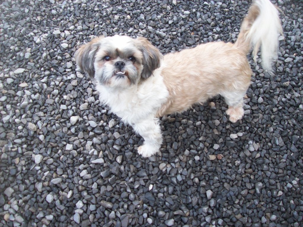 shih tzu reutje, 3 à 5 ans, Particulier, Chien (mâle), Autres races