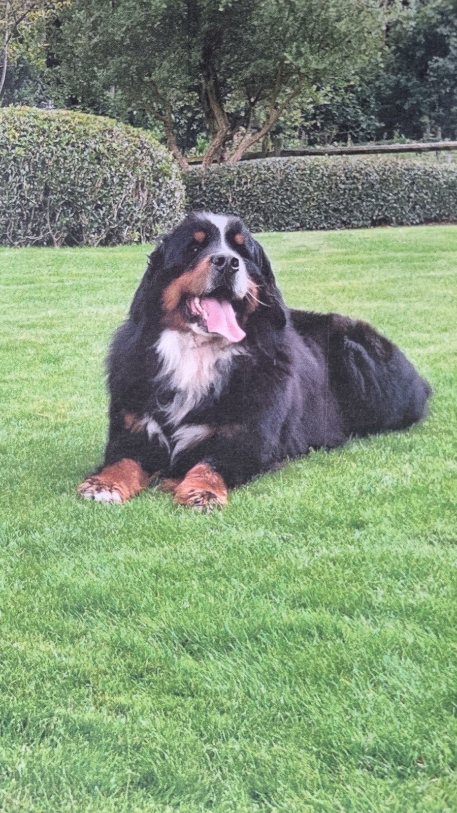 Berner Sennen pups, Dieren en Toebehoren, Honden | Herdershonden en Veedrijvers, Reu, Herder, Fokker | Hobbymatig, Meerdere, België