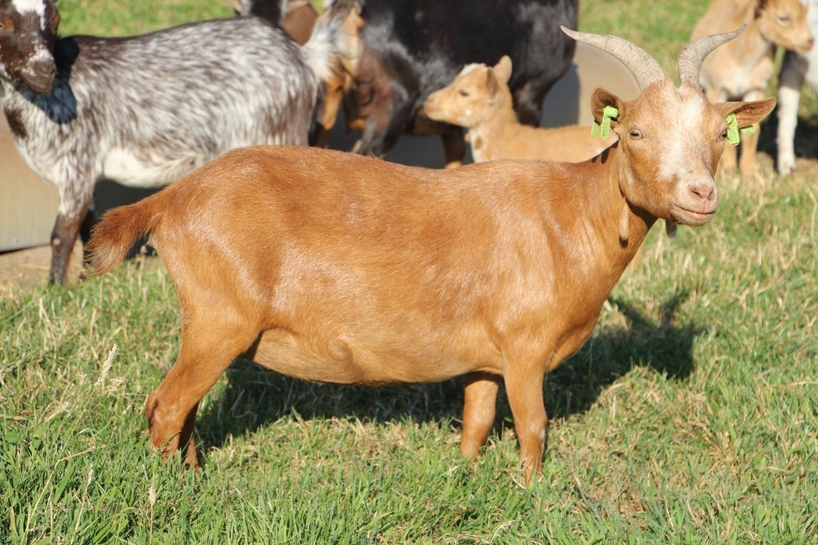 Dwerggeitjes mieke met lammetjes, Dieren en Toebehoren, Schapen, Geiten en Varkens, Geit, Meerdere dieren, 0 tot 2 jaar