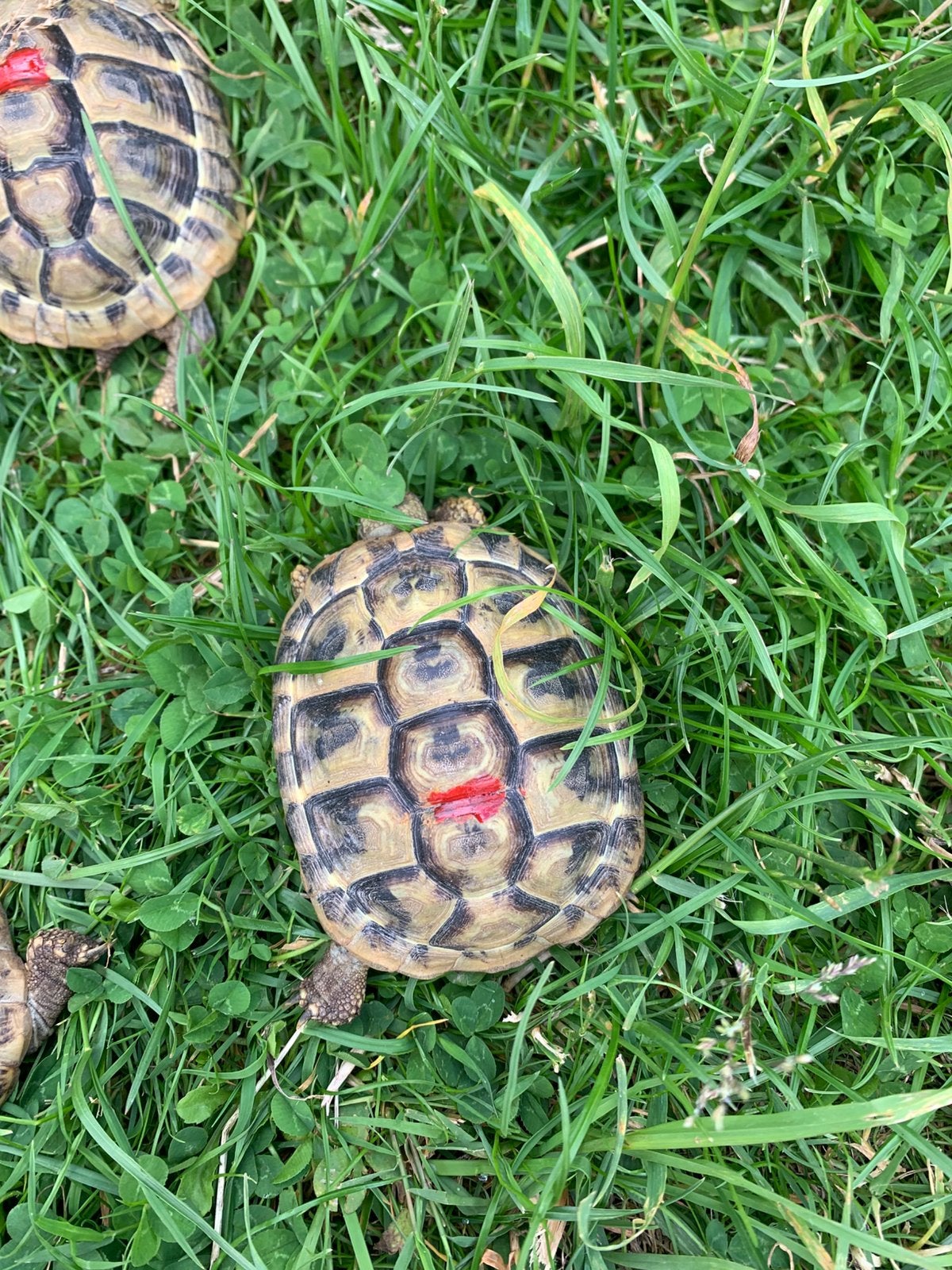 Griekse landschildpad - Testudo Hermanni Boetgerie, Schildpad, 3 tot 6 jaar