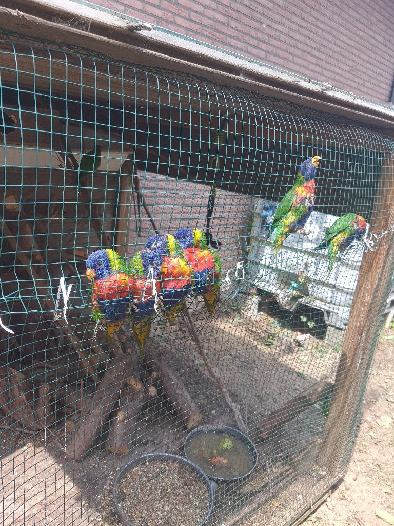 Lori's van blauwe bergen 175 stuk, Dieren en Toebehoren, Papegaai