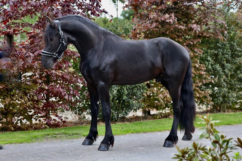 Prachtige 3 jarige Friese hengst, zadelmak, Dieren en Toebehoren, Paarden, Hengst, Zadelmak, 160 tot 165 cm, 3 tot 6 jaar, Dressuurpaard