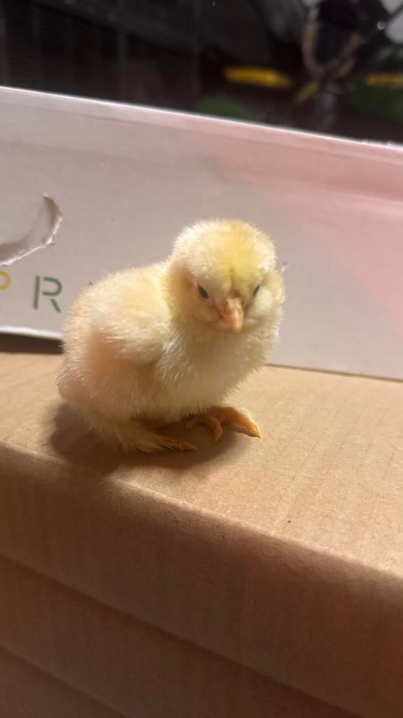 Brahma porselein kuikens, Dieren en Toebehoren