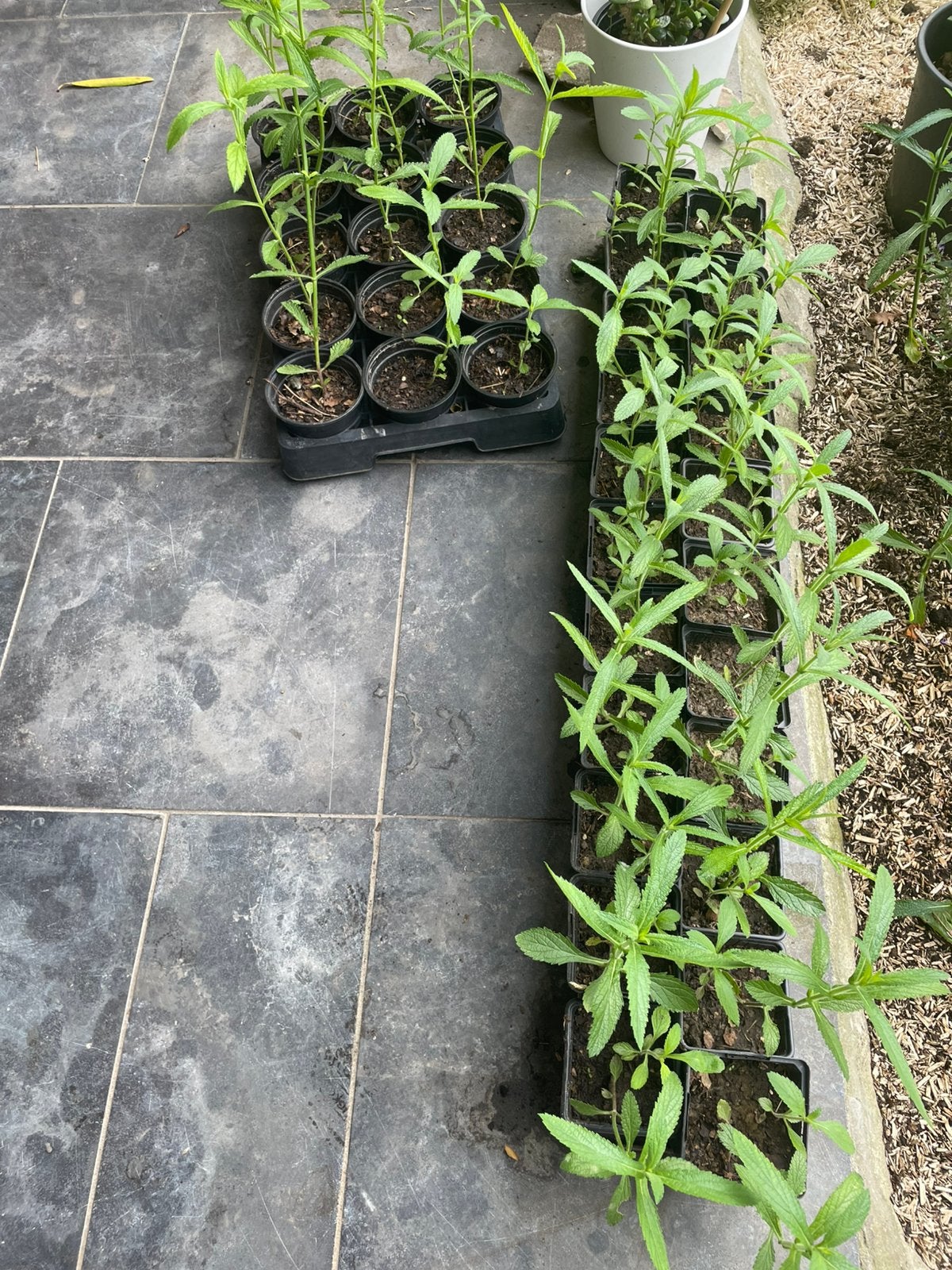 Ijzerhard / Verbena bonariensis, Tuin en Terras, Ophalen