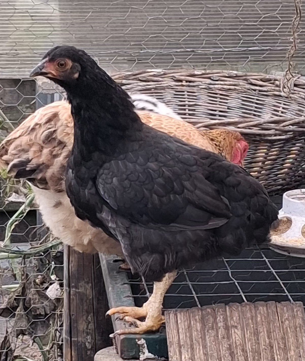 Wyandotte kriel hen, Dieren en Toebehoren, Vrouwelijk, Kip