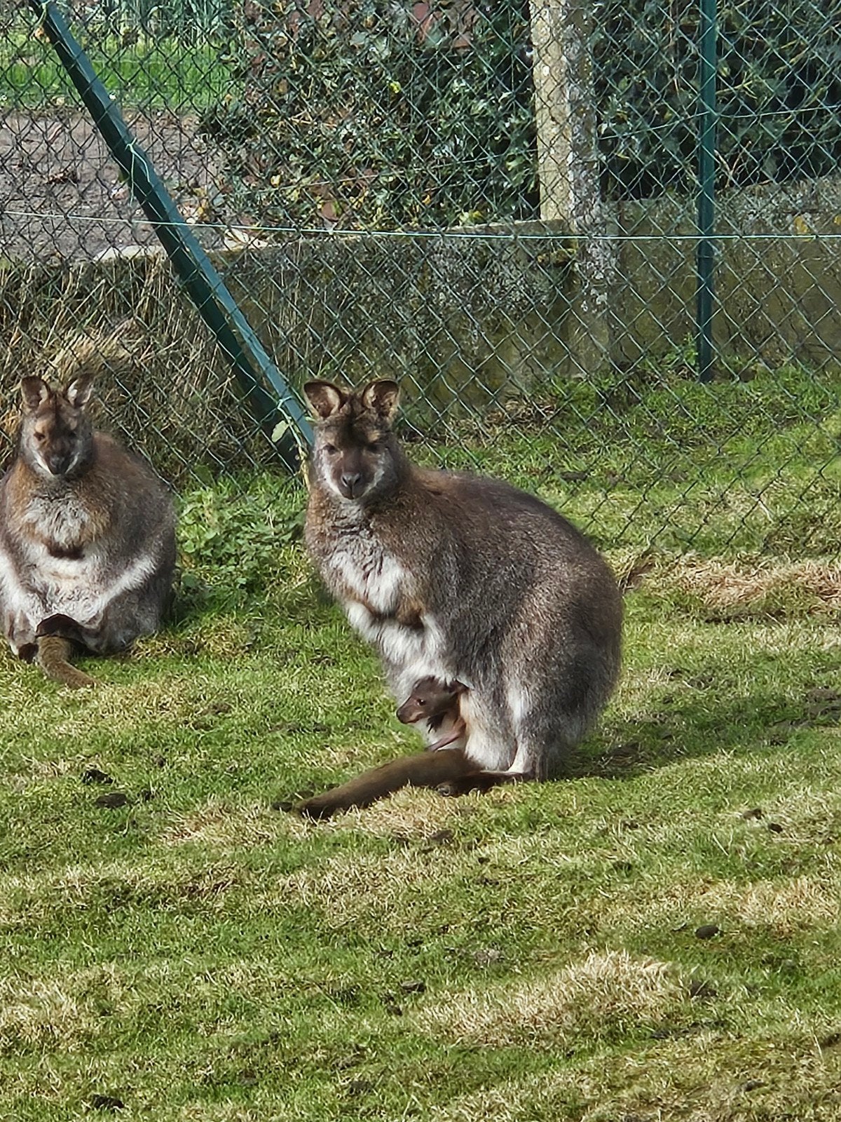 Jeunes wallaby de l année, Janvier, Plusieurs animaux
