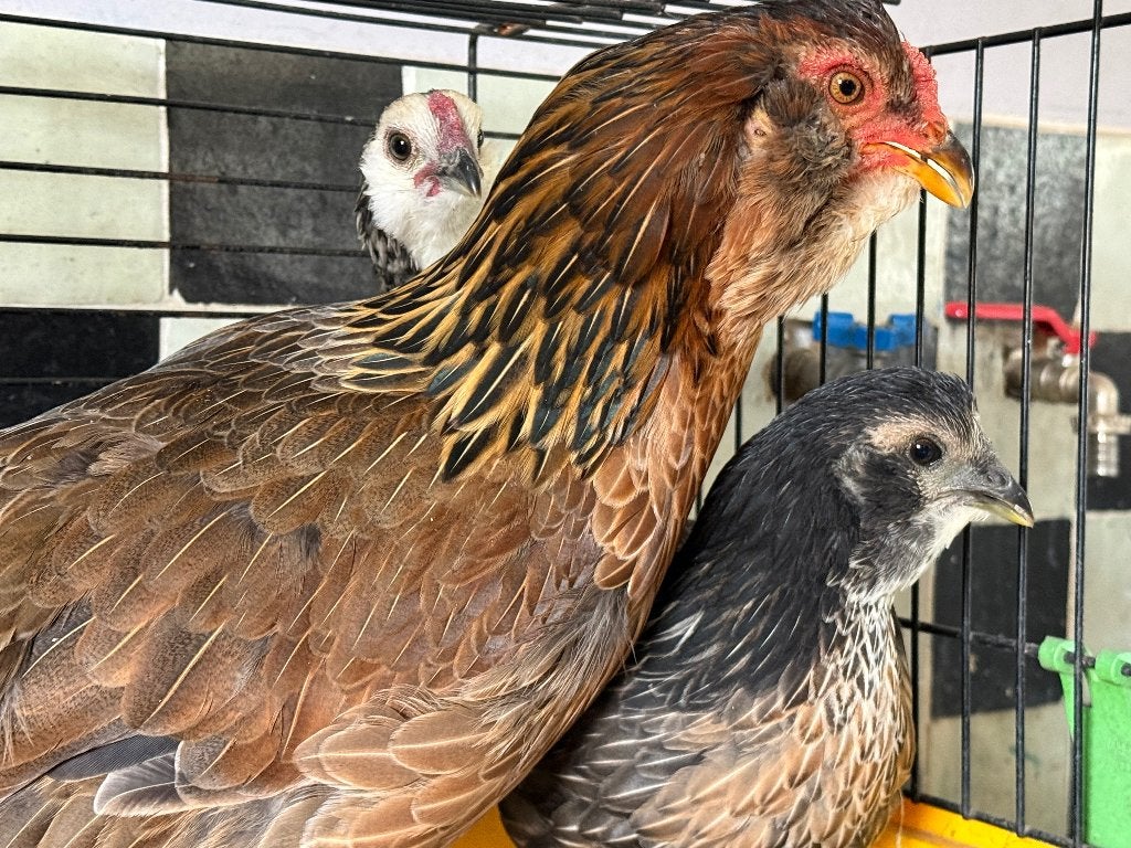 Araucana kippen, Dieren en Toebehoren, Meerdere dieren, Kip