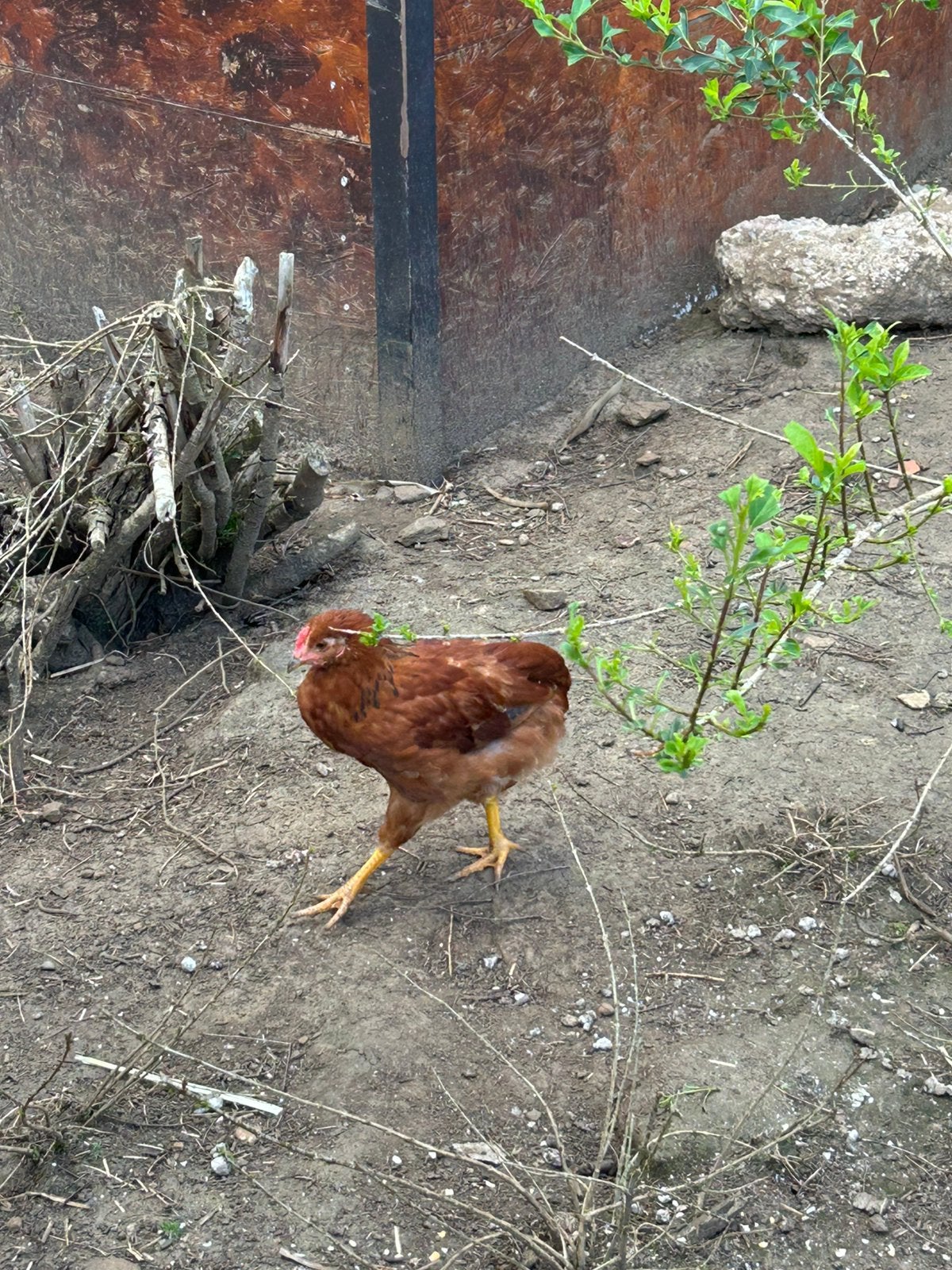 3 araucana haantjes en 1 araucana kipje, Dieren en Toebehoren, Pluimvee, Kip, Meerdere dieren