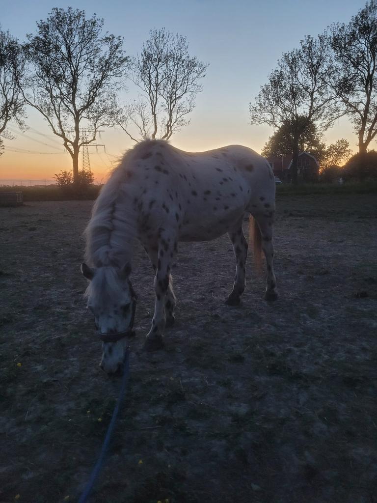 Appaloosa, Dieren en Toebehoren, Stalling en Weidegang