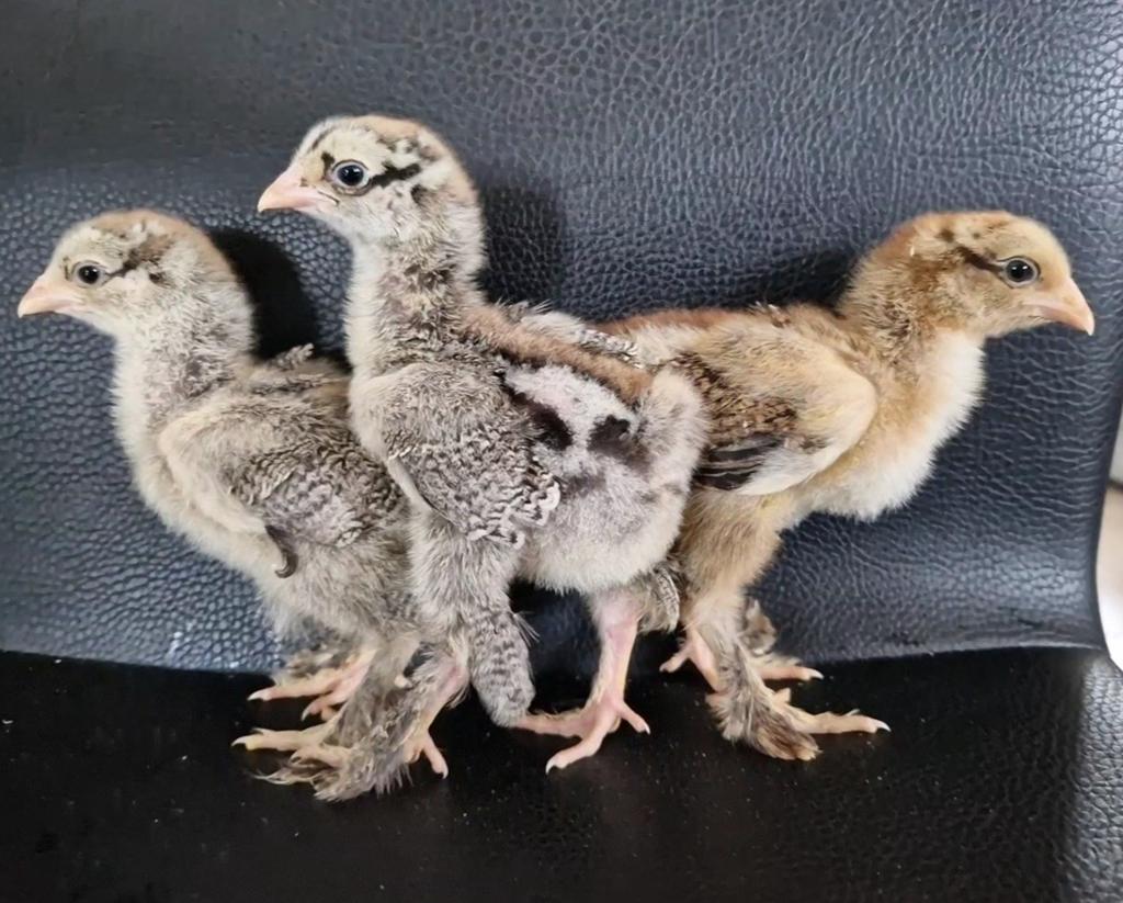 Brahma kuikens