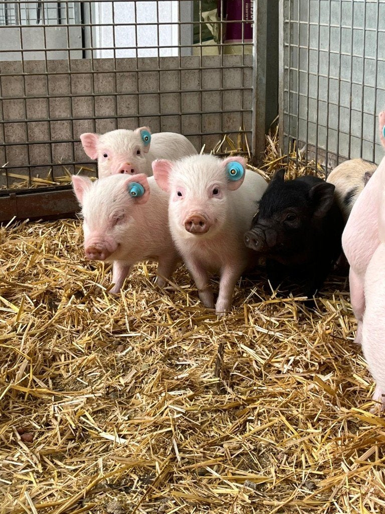 gottinger mini varkens varkentjes biggen, Dieren en Toebehoren, Meerdere dieren, Varken, 0 tot 2 jaar