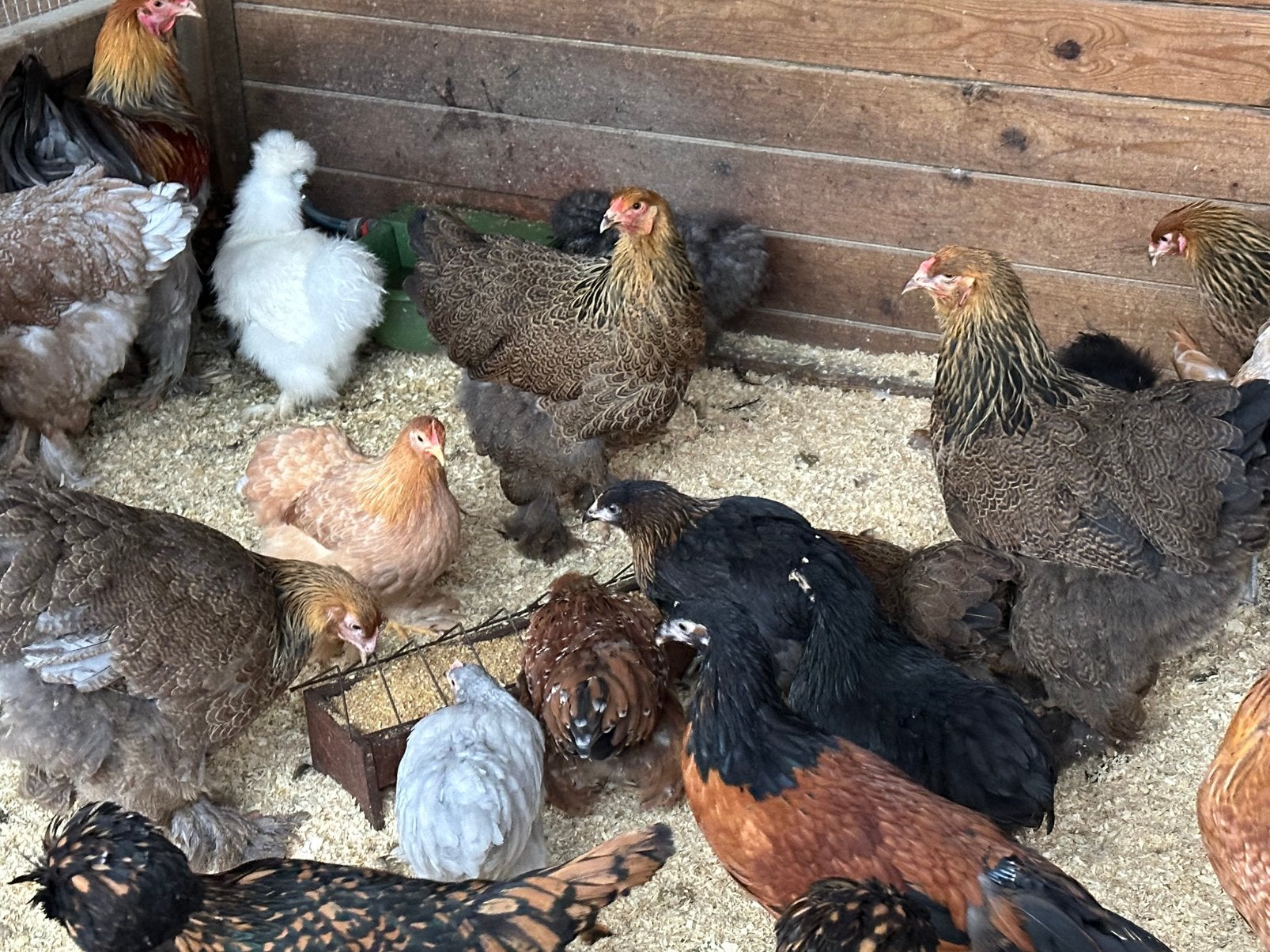 Sierkippen: zijdehoen cochin araucana cemani