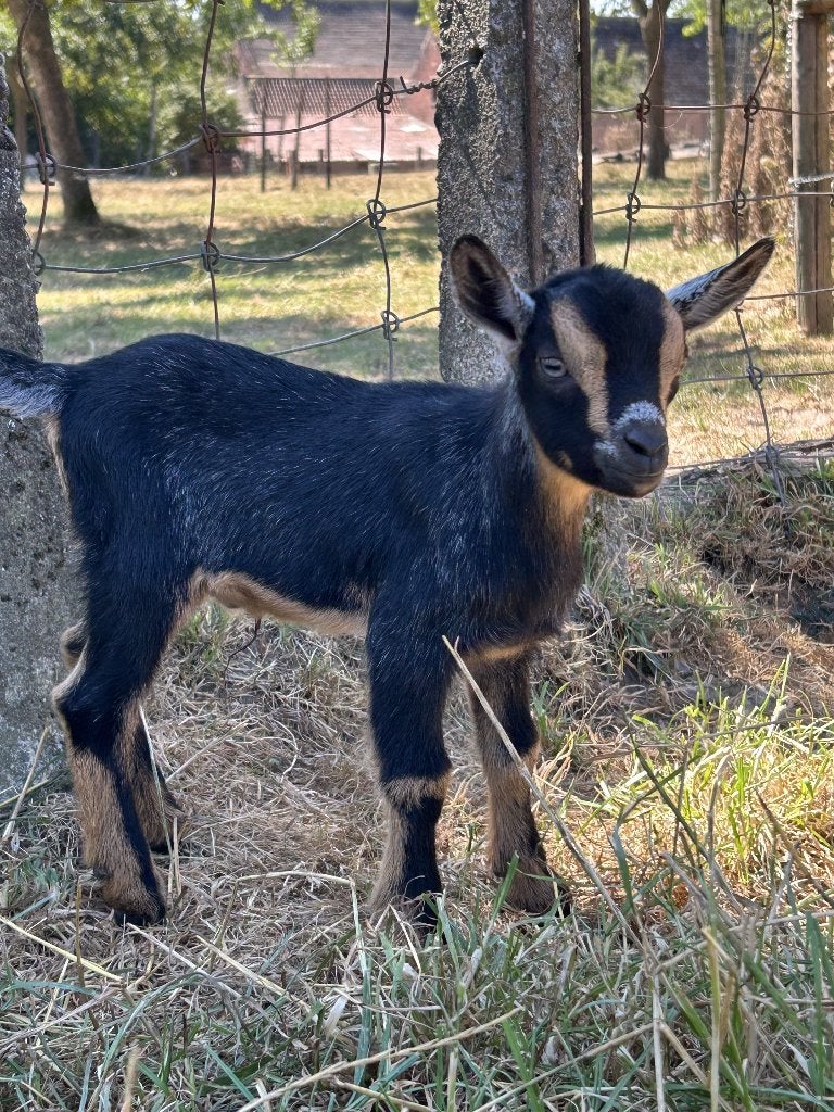 Dwerggeiten bokje, Mâle, Chèvre, 0 à 2 ans