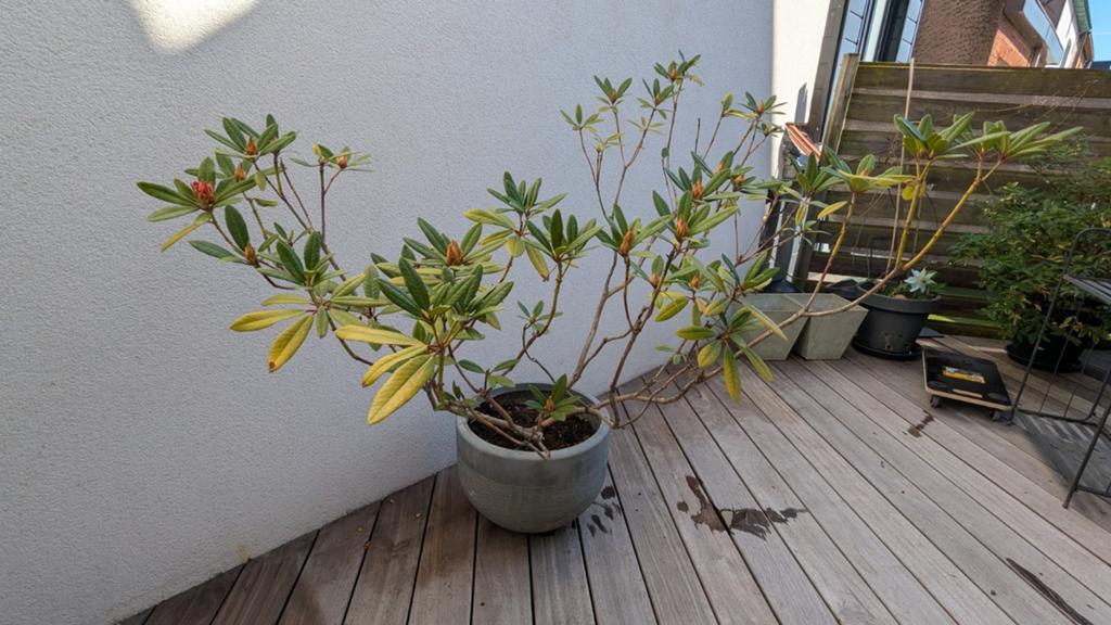 grote rhododendron in stenen pot, Tuin en Terras, Planten | Struiken en Hagen, Struik, Rhododendron, 100 tot 250 cm, Ophalen