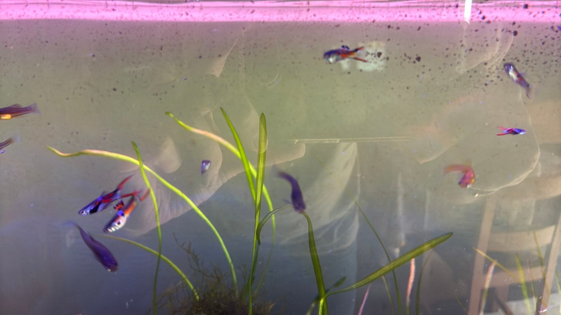 Endler guppen, Animaux & Accessoires, Poisson, Poisson d'eau douce, Banc de poissons