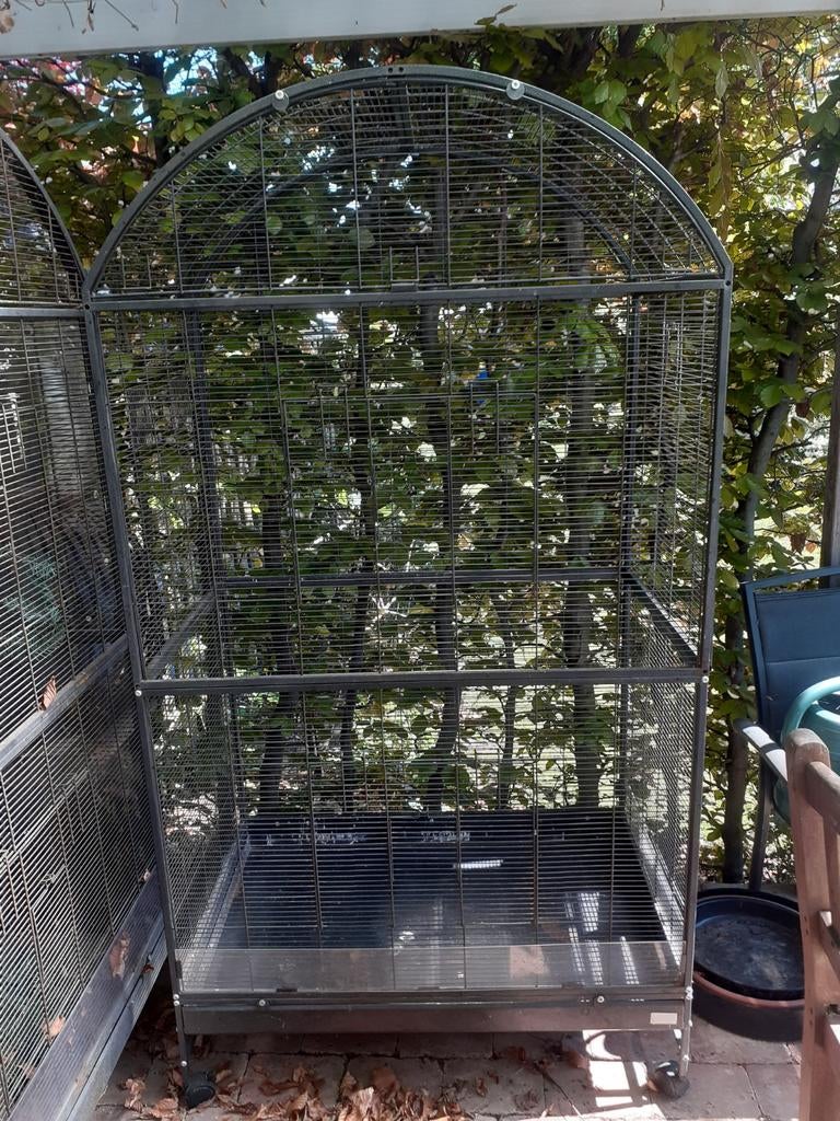 Vogel kool te koop grote en of kleine vogels., Dieren en Toebehoren