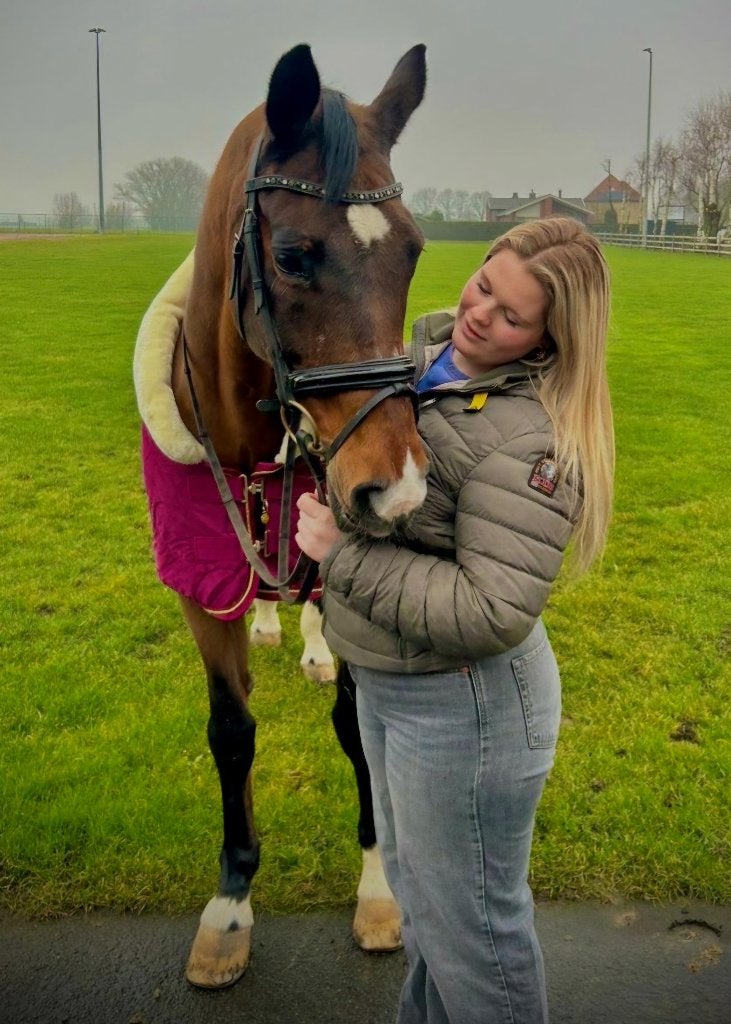 Paard, Dieren en Toebehoren, Paarden, ZZ, Met stamboom, Ruin, 11 jaar of ouder