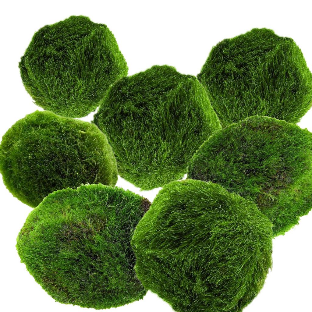 Marimo mosballen – set van 7 (3 cm) – levende aquariumplant, Ophalen of Verzenden