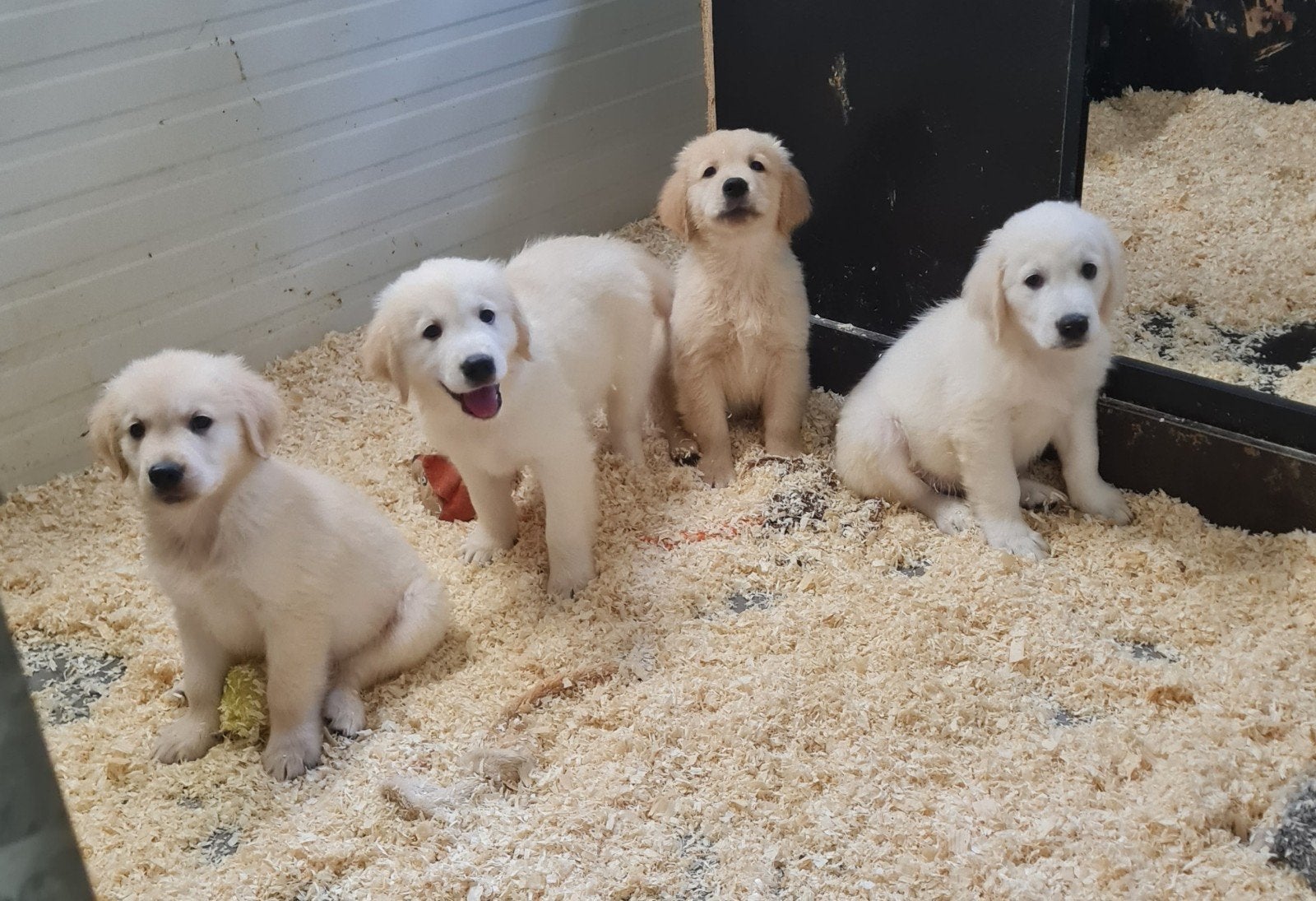Golden retriever pups ingeënt gechipt Belgische, België, Fokker | Hobbymatig, Reu, 8 tot 15 weken