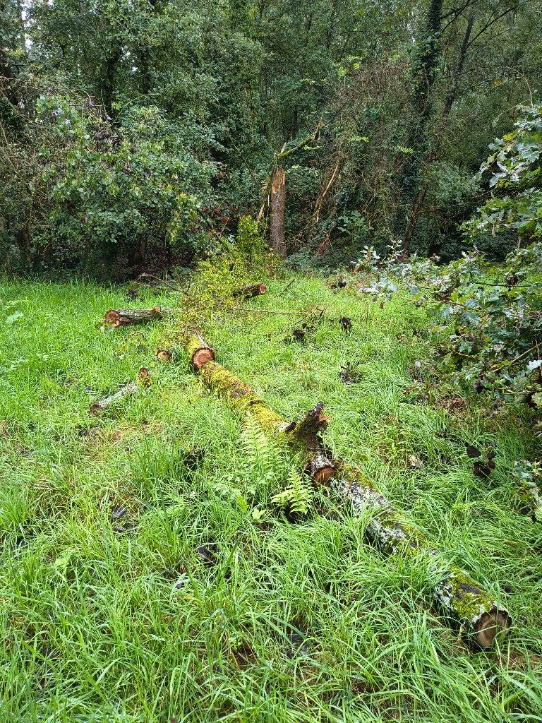 Gratis hout van omgevallen boom, Minder dan 3 m³, Ophalen, Stammen
