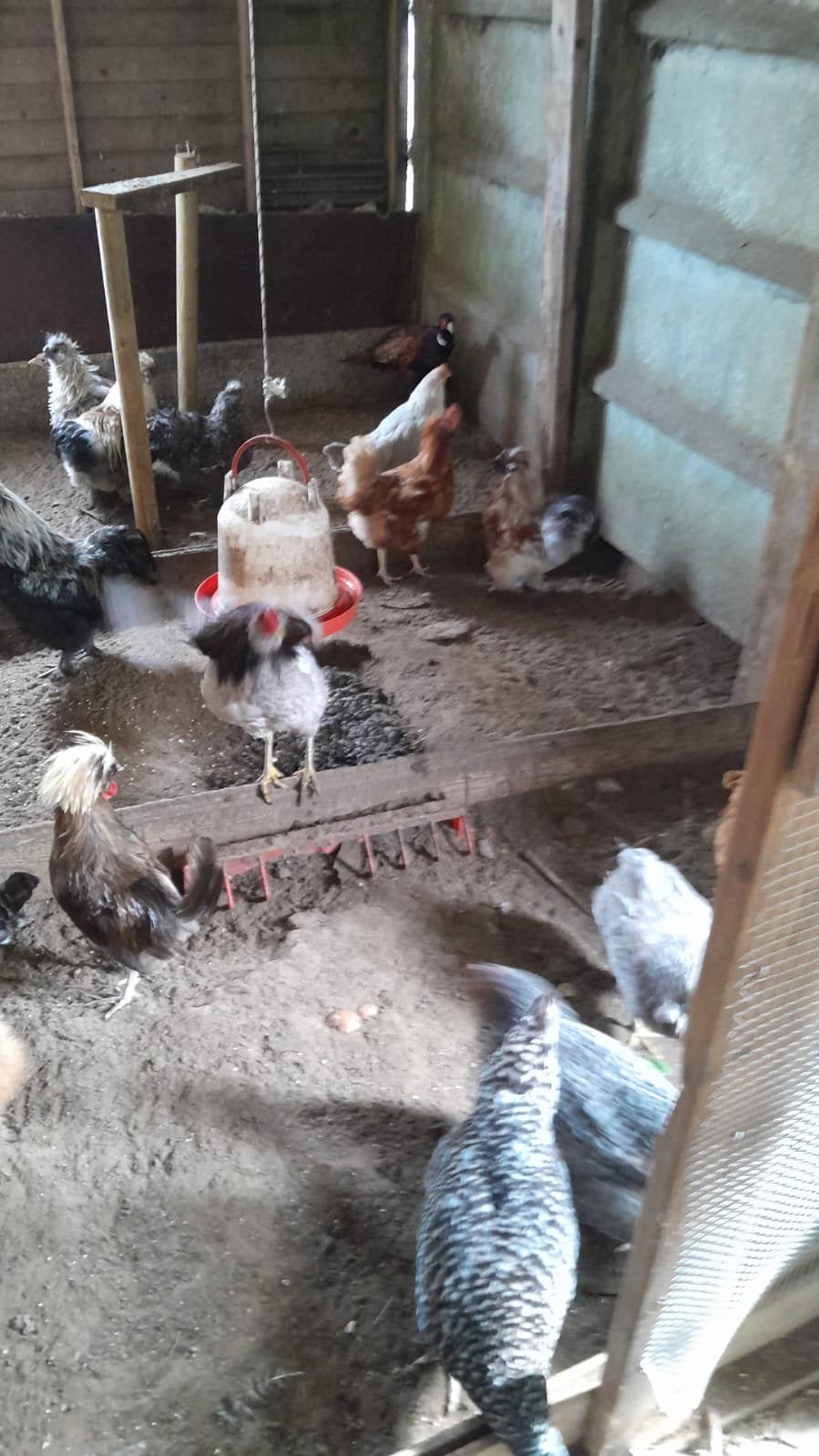 Verschillende hanen te koop, Poule ou poulet