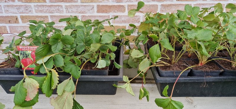 Mount Everest aardbei planten in P9 pot, Ophalen, Volle zon, Vaste plant, Zomer