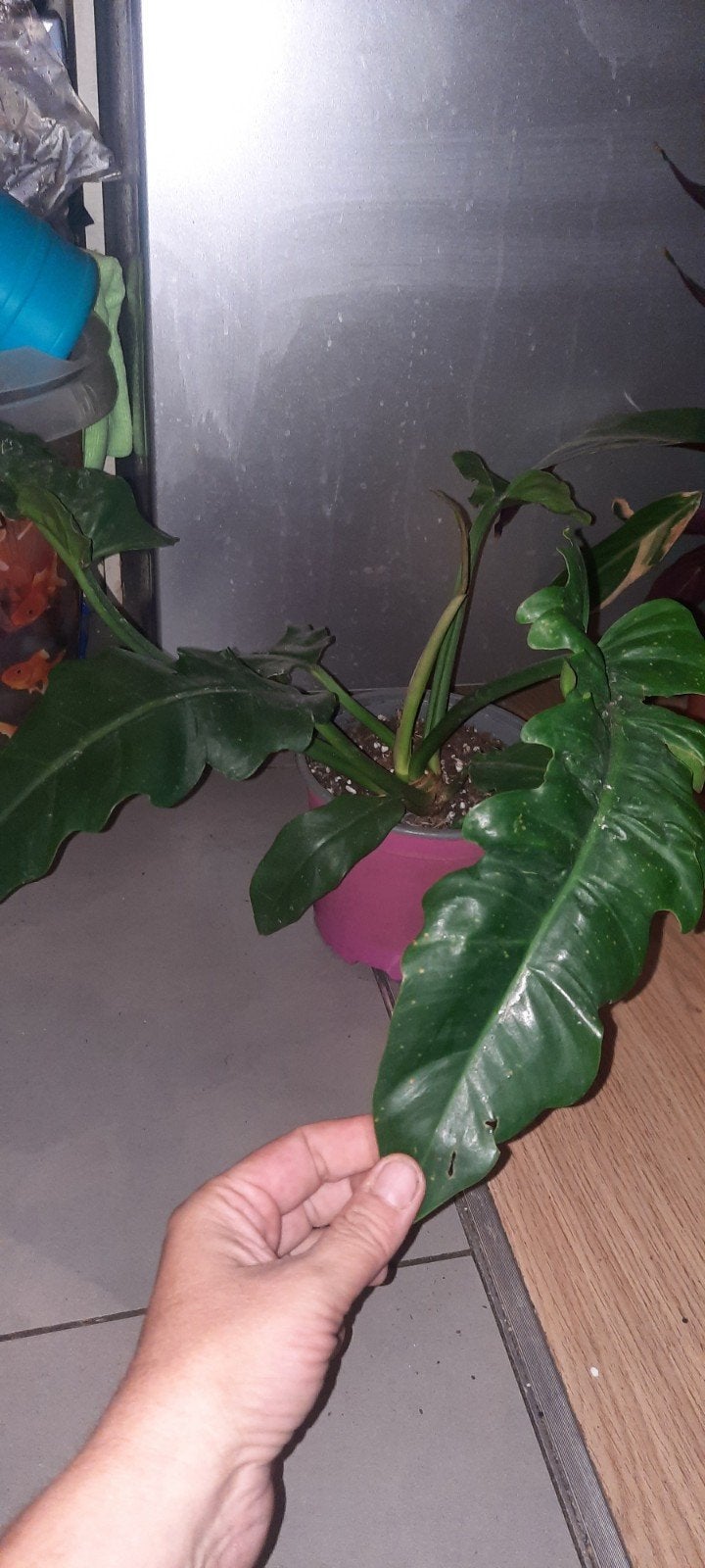 plante philodendron narrow jungle boogie, Ophalen, Overige soorten, Halfschaduw, In pot