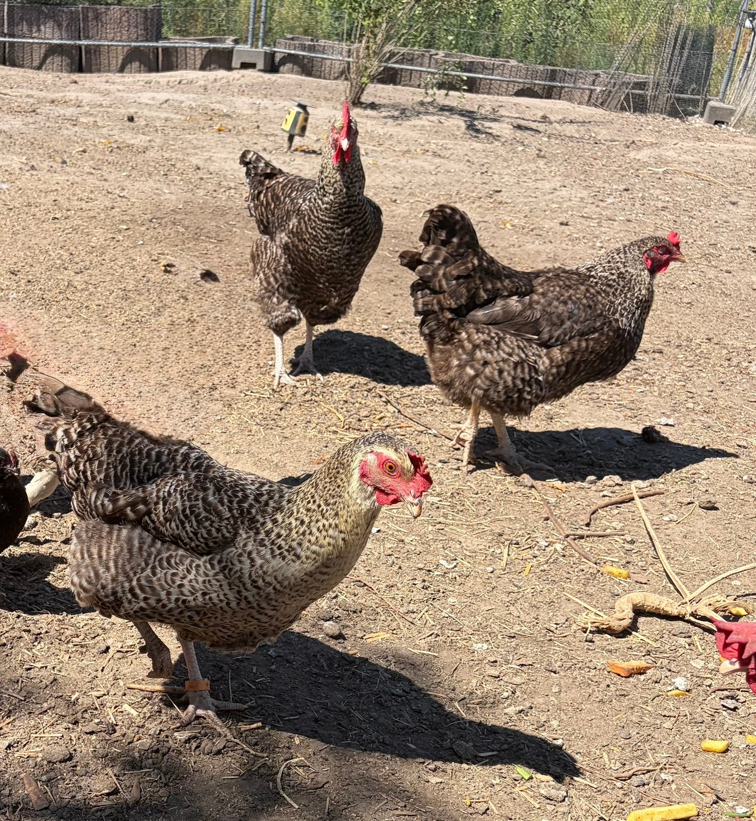 Mechelse koekoek te koop, Femelle, Poule ou poulet