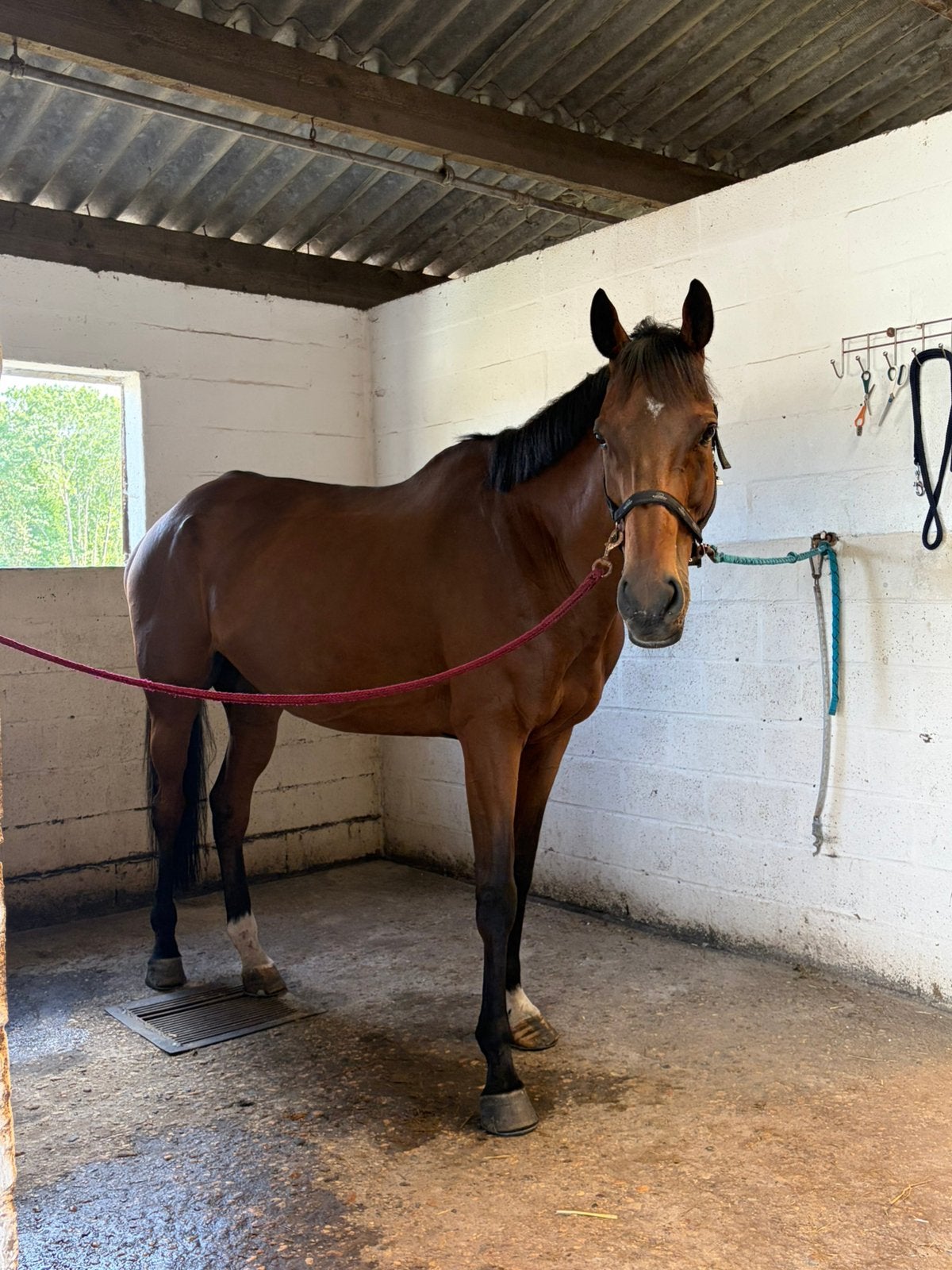 Crusher zoekt een halve stal, Animaux & Accessoires, Chevaux, Hongre, Débourré, 7 à 10 ans, 170 à 175 cm