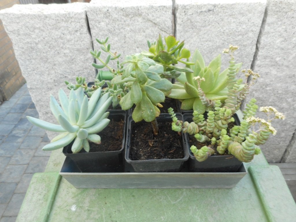 Plantes, Jardin & Terrasse, Enlèvement ou Envoi, Plante fixe, Autres espèces, Mi-ombre