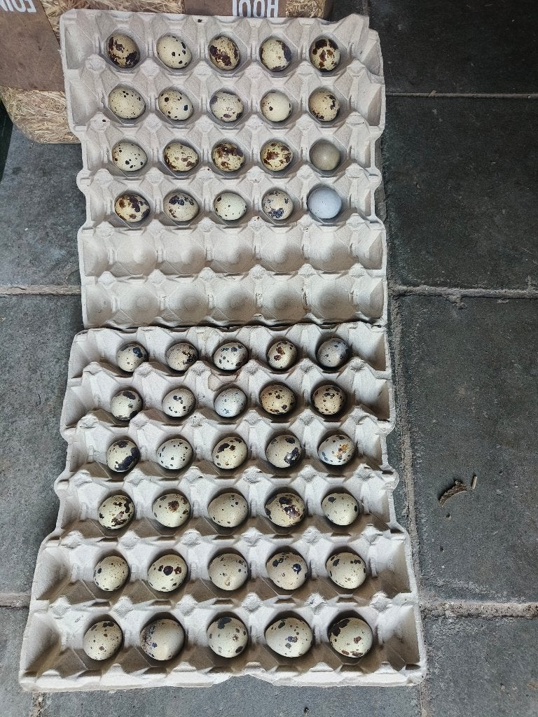 Eieren Japanse kwartels, Dieren en Toebehoren, Pluimvee, Overige soorten