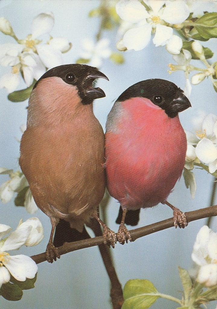 GOUDVINKEN  KOPPEL, Collections, Cartes postales | Animaux, Envoi, 1960 à 1980, Affranchie, Oiseaux