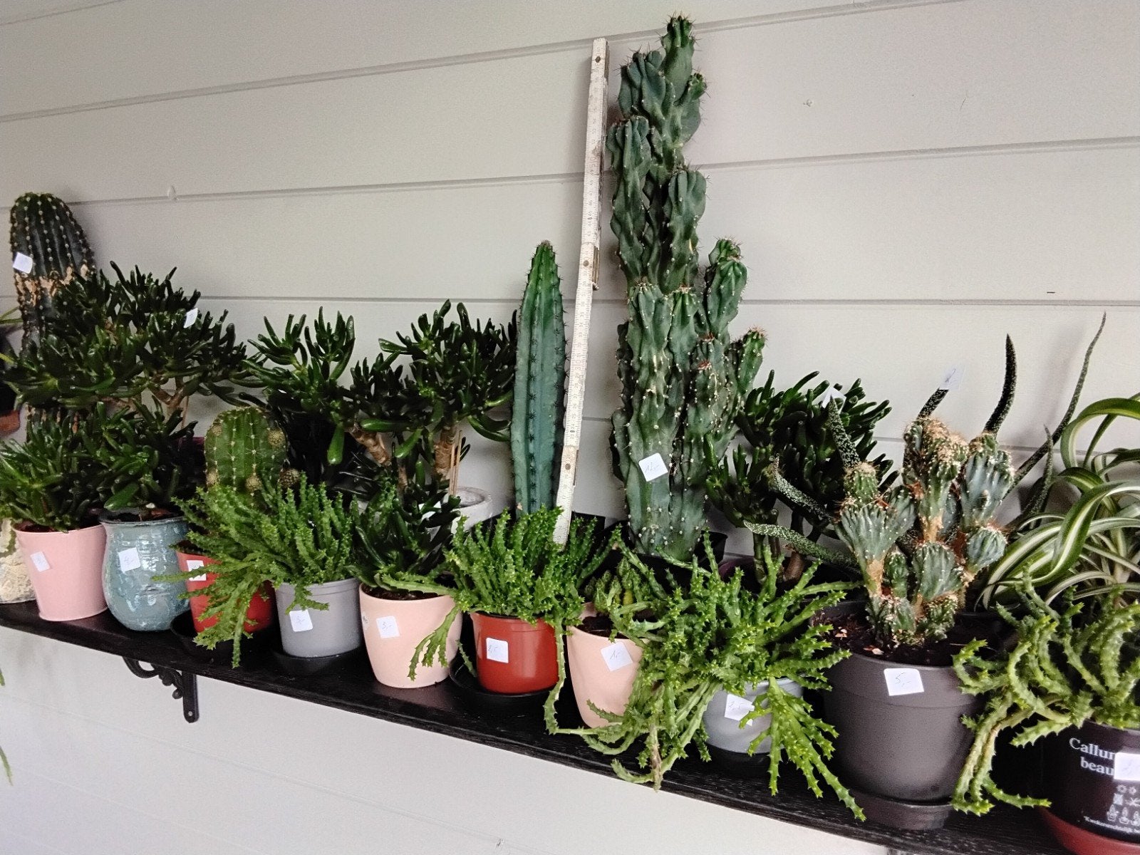 kamerplanten, cactussen, vetplanten, planten, Enlèvement
