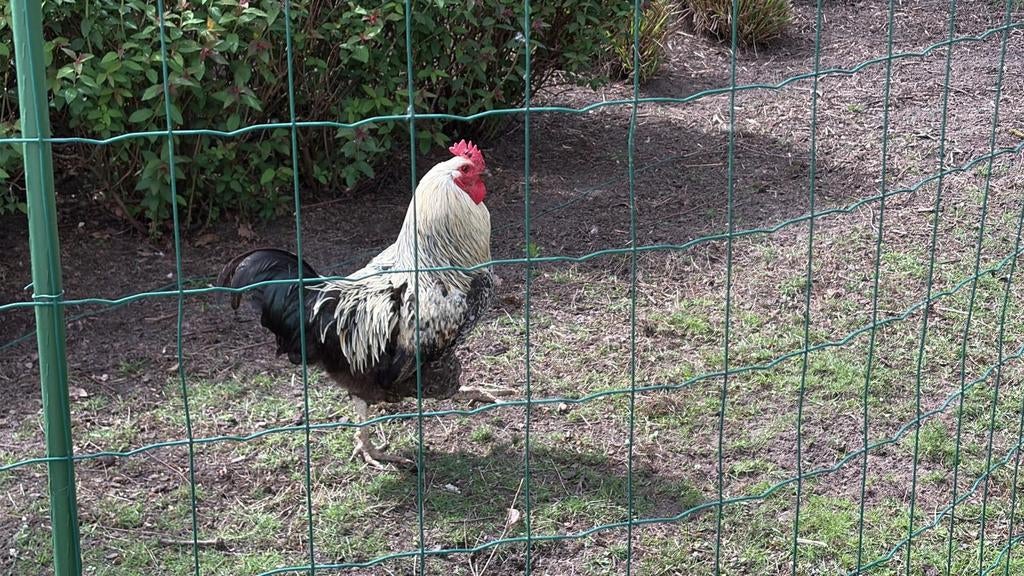Haan te koop, Dieren en Toebehoren