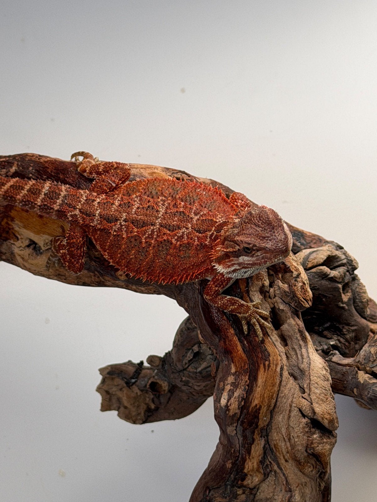 Pogona Vitticeps, Animaux & Accessoires, Lézard, 0 à 2 ans