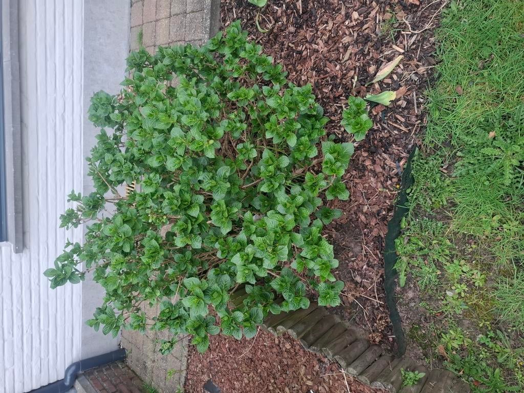 Boeren hortensias 2 stuks, Tuin en Terras, Ophalen