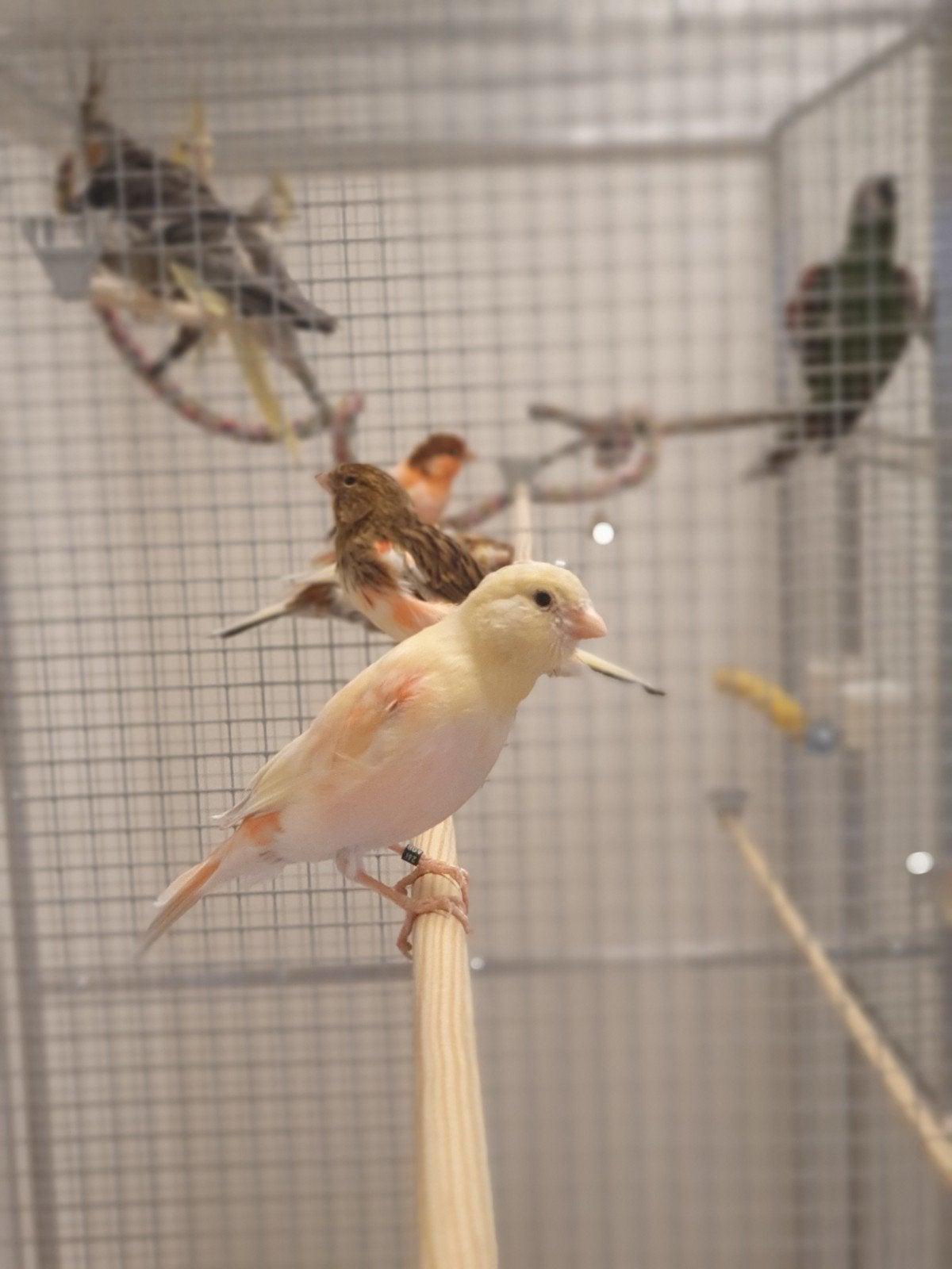 canari arlequin