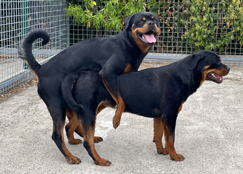Rottweiler dekreu - met stamboom, Dieren en Toebehoren, Reu, 1 tot 2 jaar, Buitenland, CDV (hondenziekte)