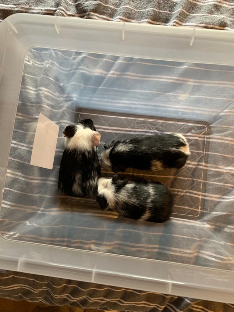 Drie prachtige wit zwarte caviatjes, Meerdere dieren, Tam, Maart, Cavia