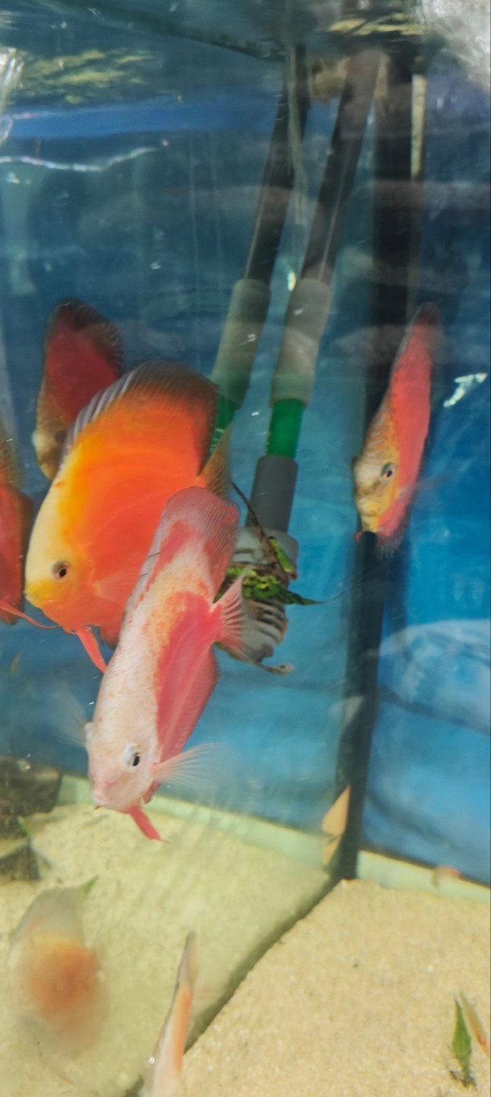 6 aziatische discusvissen waarvan 1 jumbo discus en bijvisse