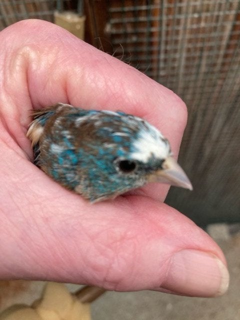 Bonte lazuli vink man, Dieren en Toebehoren, Mannelijk, Wildzangvogel, Geringd