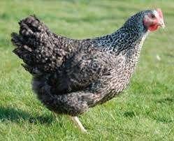 Poules pondeuses prêtes à pondre - 0472-51.09.71 - A 21h, Animaux & Accessoires, Poule ou poulet